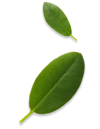 go-green-right-leaf